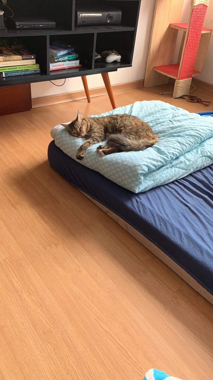 Família procura pela sua felina “Agnes” e oferece gratificação para quem encontrar. Foto: Arquivo Pessoal