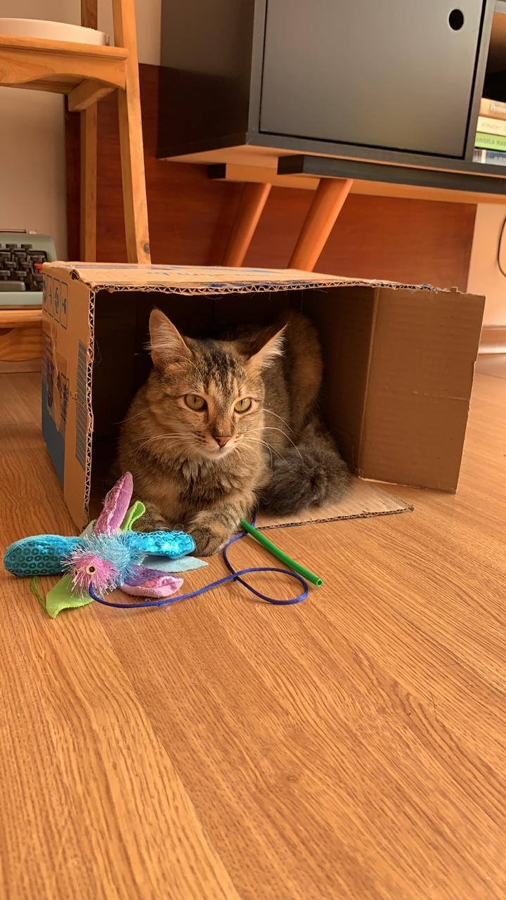 Família procura pela sua felina “Agnes” e oferece gratificação para quem encontrar. Foto: Arquivo Pessoal