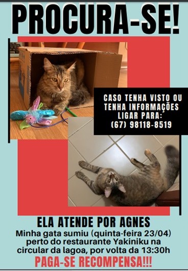 Família procura pela sua felina “Agnes” e oferece gratificação para quem encontrar. Foto: Arquivo Pessoal