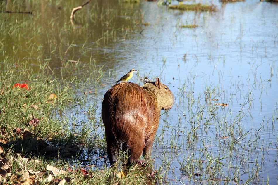 O pesquisador chega neste domingo em Três Lagoas. As visitas começam na segunda-feira (4) pela manhã. (Foto: Assessoria de Imprensa)
