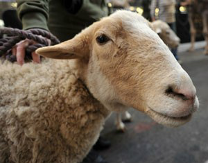 Ganês de 21 anos foi multado em cerca de R$ 610após ser flagrado fazendo sexo com ovelha(Foto: Stan Honda/AFP)
