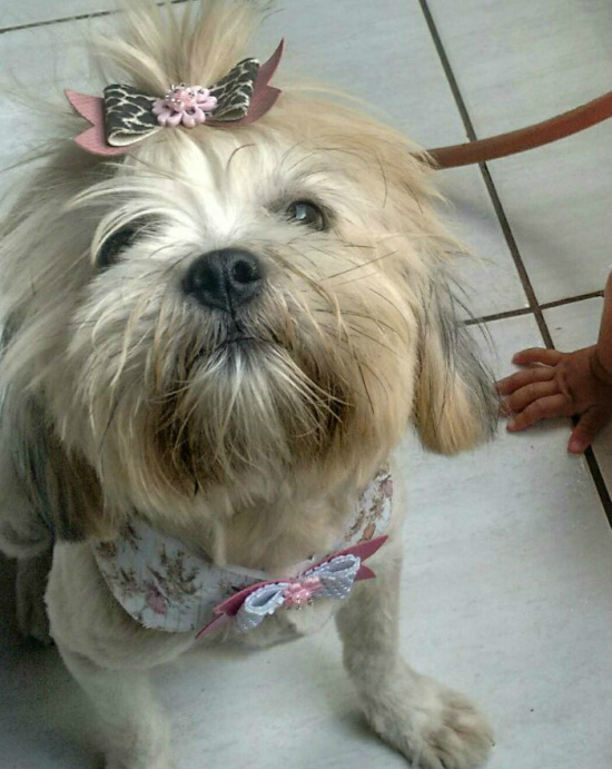 Cadelinha Frida em uma de suas últimas fotos tirada enquanto brincava com criança de 2 anos, cuja mãozinha aparece na imagem. Família está desesperada! Fotos: Arquivo da Família.