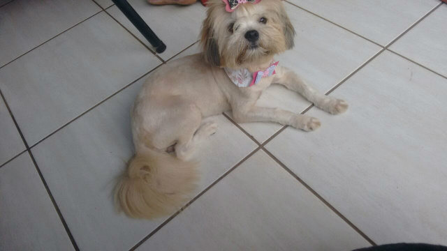 Cadelinha Frida em uma de suas últimas fotos tirada enquanto brincava com criança de 2 anos. Família está desesperada! Fotos: Arquivo da Família.