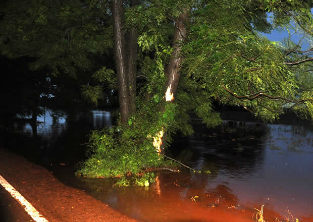 Arvore onde o veiculo bateu após a aquaplanar. - Foto: Kennedy Scudeler / Siliga News