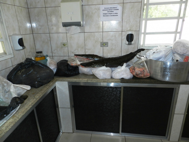 Pescado apreendido pelo Ibama