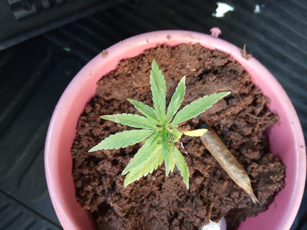 Planta encontrada em residência, no bairro Vila Piloto