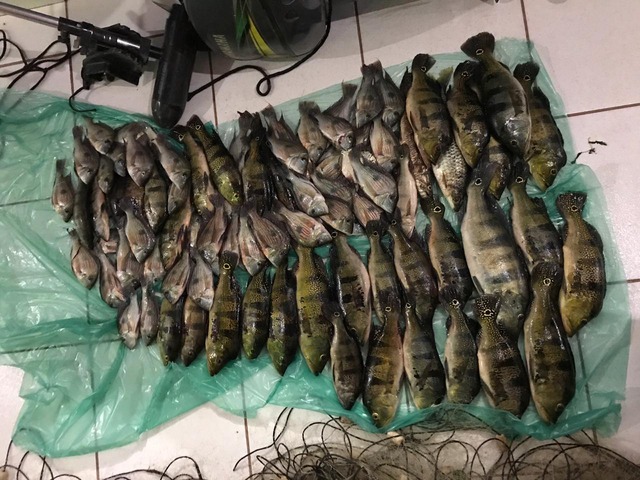 A equipe localizou os infratores na última sexta-feira (19) à tarde, no momento em que pescavam com uma rede de pesca (petrecho ilegal) e já tinham capturado 30 kg de pescado - Foto: PMA