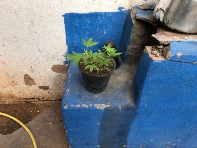 Planta de maconha em vaso encontrada na casa de traficante preso. (Foto: Divulgação)