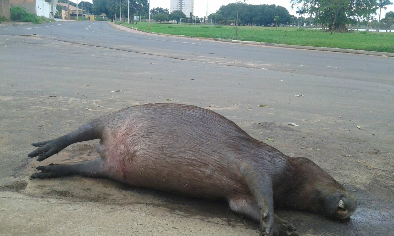 A Capivara morreu após ser atropelada na madrugada desta segunda-feira (16). Foto: Ascom
