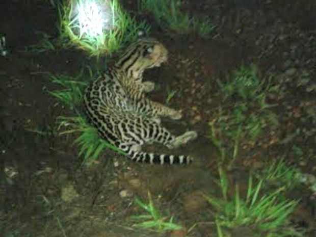 Animal foi resgatado nesta quinta-feira (14) (Foto: Divulgação Polícia Militar Ambiental / MS)
