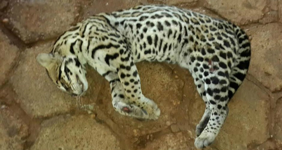 Animal deverá ser encaminhado para taxidermia (Foto: Divulgação PMA)
