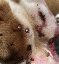 Na imagem é possível ver o rosto ferido pelo tiros. O cão ainda quebrou a perna quebrada. (Foto: Chapadense News)