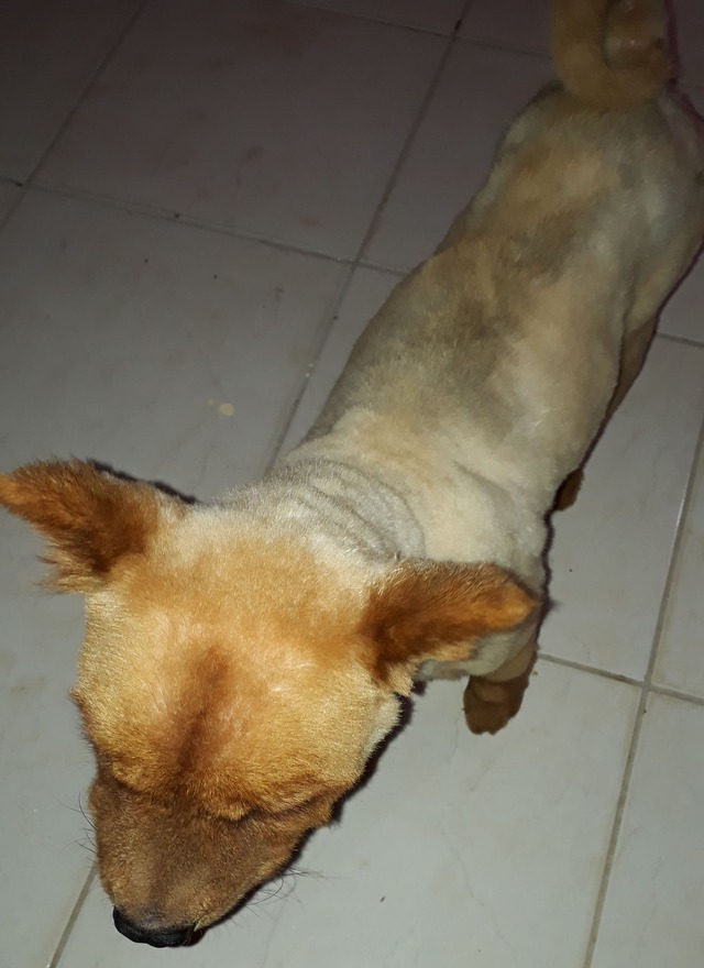 Thor está tosado, devido ao tratamento veterinário que está realizando