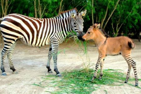 Divulgação/ Animal apresenta pelagem marrom misturada com listras em suas patas; ele seria fruto de um acasalamento 