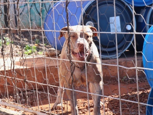 Um dos cachorros que teria atacado o homem nesta madrugada (Foto: Henrique Kawaminami)
