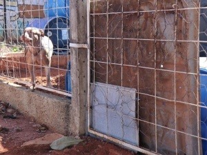 Local por onde os cachorros escaparam foi tampado com uma placa (Foto: Henrique Kawaminami)