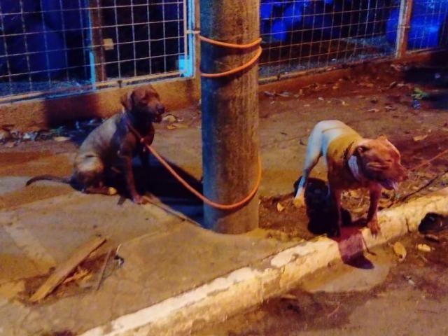 Cachorros sujos de sangue foram amarrados por equipes do bombeiro e PM (Foto: Direto das Ruas)