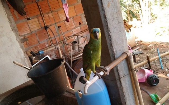 O papagaio que era ilegal será encaminhado ao Centro de Reabilitação de Animais Silvestres (CRAS), na Capital. - Foto: Divulgação / PMA