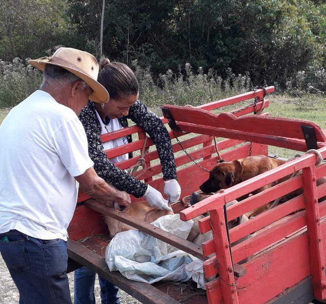 Cães e gatos também podem ser vacinados contra a raiva. Foto: Assessoria.