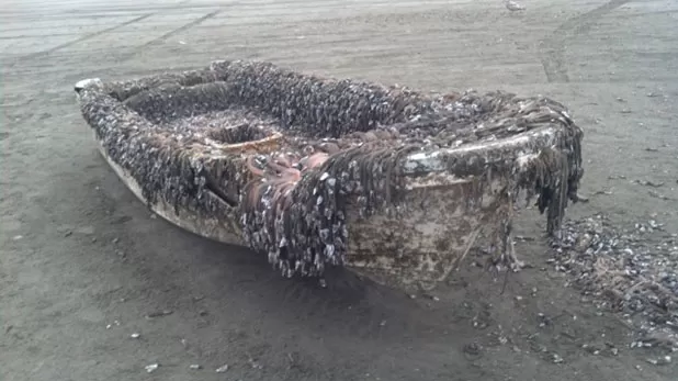 Barco que pode ter sido arrastado do Japão até os EUA, após o tsunami de 2011, foi encontrado na cidade deOcean Shores, no estado de Washington, Costa Oeste do país