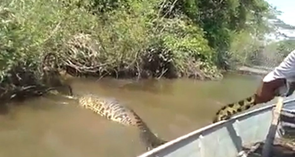 Pescadores perseguem sucuri e provocam animal que havia acabado de se alimentar