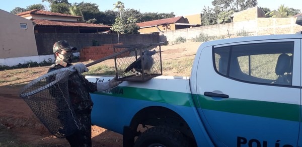 Policiais realizaram a captura e constataram que gavião estava com a asa fraturada — Foto: PMA/Divulgação