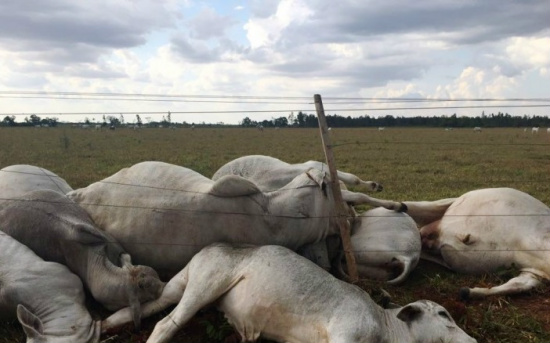 Ao menos 26 cabeças de gado morreram em propriedade rural - Foto: A Gazeta News