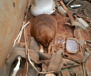 'Bolinha' deve passar por tratamento em Cuiabá para emagrecer. 