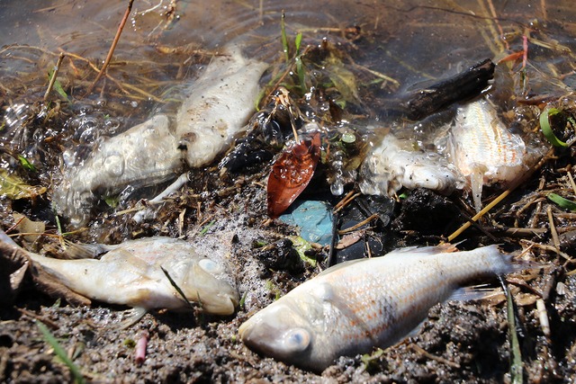 Peixes mortos encontrados na margem da Lagoa Maior. Foto: Assessoria.