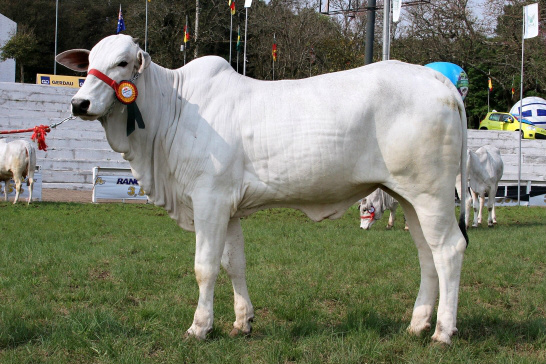o valor da argola será R$ 150 até 10 animais. Já o preço da argola acima de 10 animais será R$ 120. Foto: Reprodução