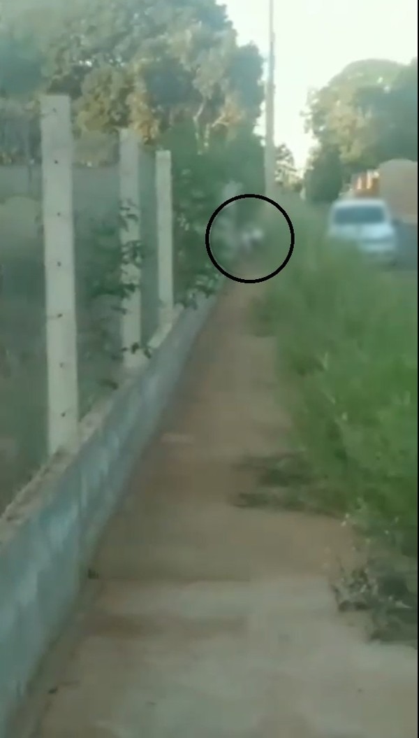 Idoso foi flagrado cometendo zoofilia em um cachorro no bairro Rita Vieira, em Campo Grande (MS) — Foto: Wenderson Valejo