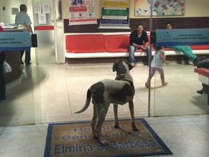 Cachorro ficou na porta do hospital por oitodias (Foto: Reprodução/ Greice Batista da Silva)