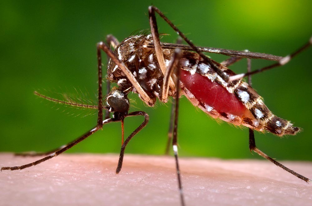 A SMS de Três Lagoas, por meio da equipe do Setor de Vigilância Epidemiológica da Diretoria de Vigilância em Saúde e Saneamento, divulgou nesta terça-feira (06) o Boletim de Monitoramento da Dengue e o da Leishmaniose, referentes à 31ª semana epidemiológica de 2019. Foto: Reprodução