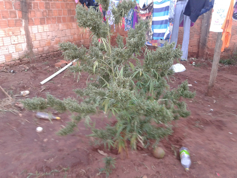 Pé de maconha cultivado no quintal