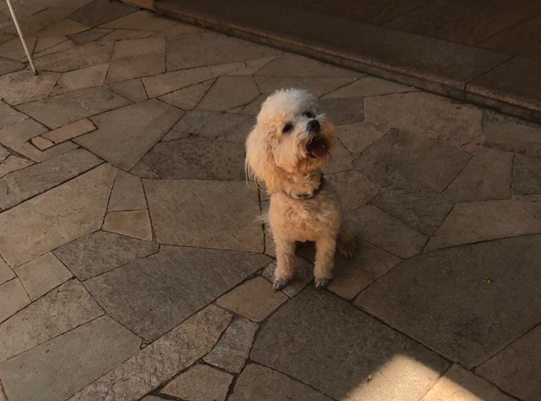 Família procura a cachorrinha
