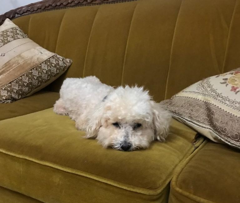 Família procura pela cachorrinha