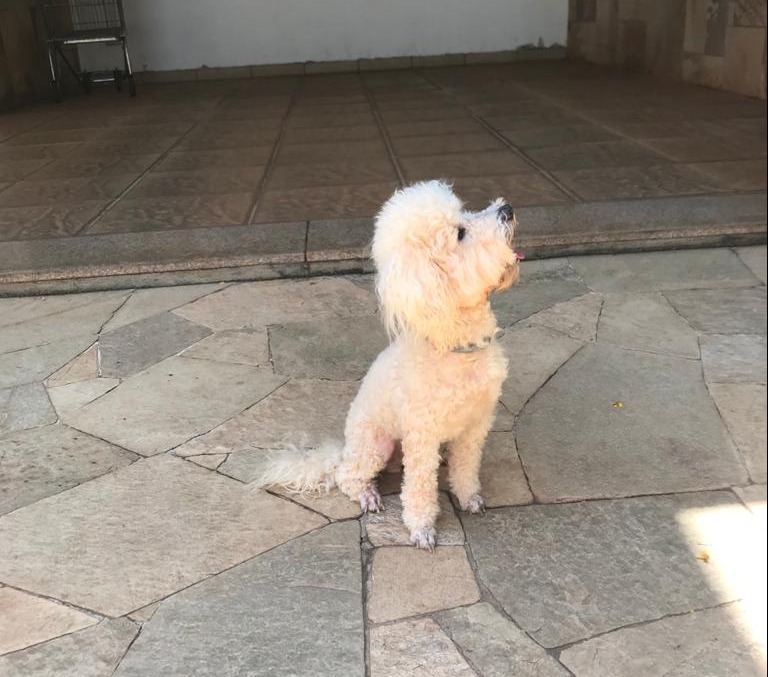 Família procura por sua cadela
