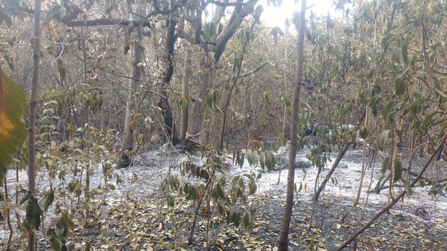 Incêndio destruiu 94,4 hectares - Foto: Divulgação / PMA