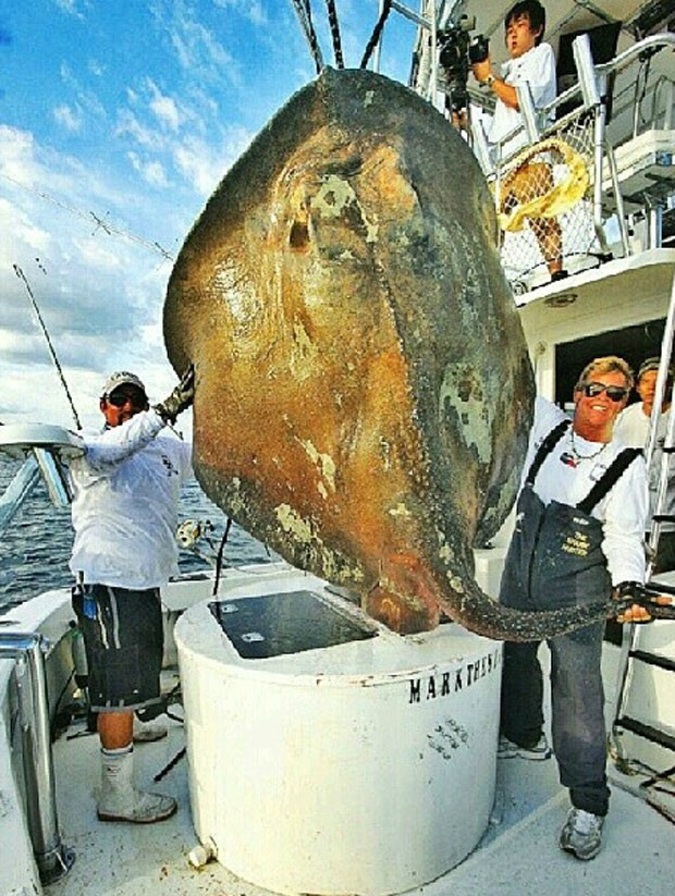 Americano Mark Quartiano diz ter capturado raro peixe de 362,9 quilos e 4,3 metros de comprimento (Foto: Reprodução/Facebook/Officialmarktheshark)
