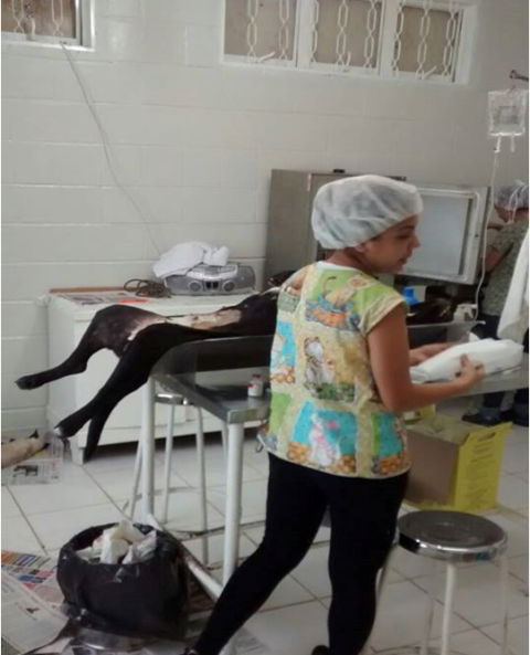 Centro de Castração Gratuita da Prefeitura de São Carlos (castra-se 10 animais por dia)