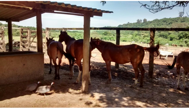 Cocheiras para cavalos no abrigo da prefeitura (cavalos que foram presos nas vias públicas ou vítimas de maus tratos)