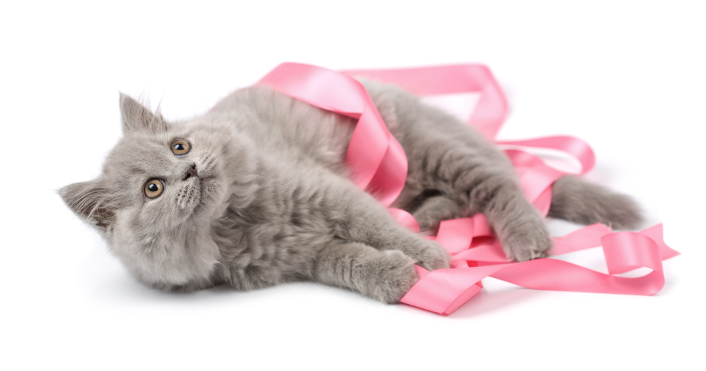 No mundo animal, a incidência de tumor de mama também não é pequena, mas pode ser prevenida quando precocemente detectada. (Foto: Arquivo Rádio Caçula).