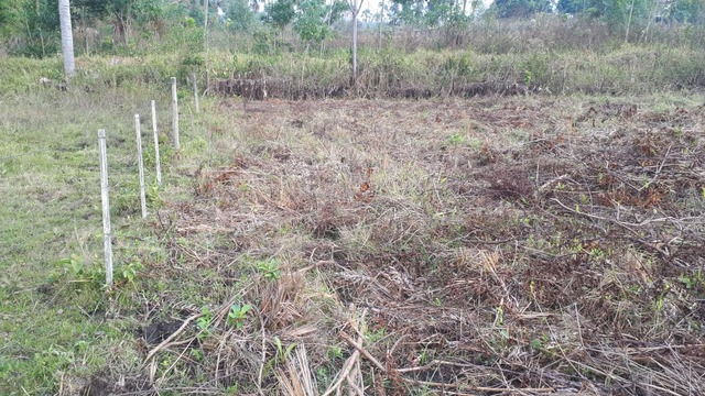 Proprietária foi autuada por desmatamento ilegal e por degradação de área protegida brejosa. Foto: PMMS.