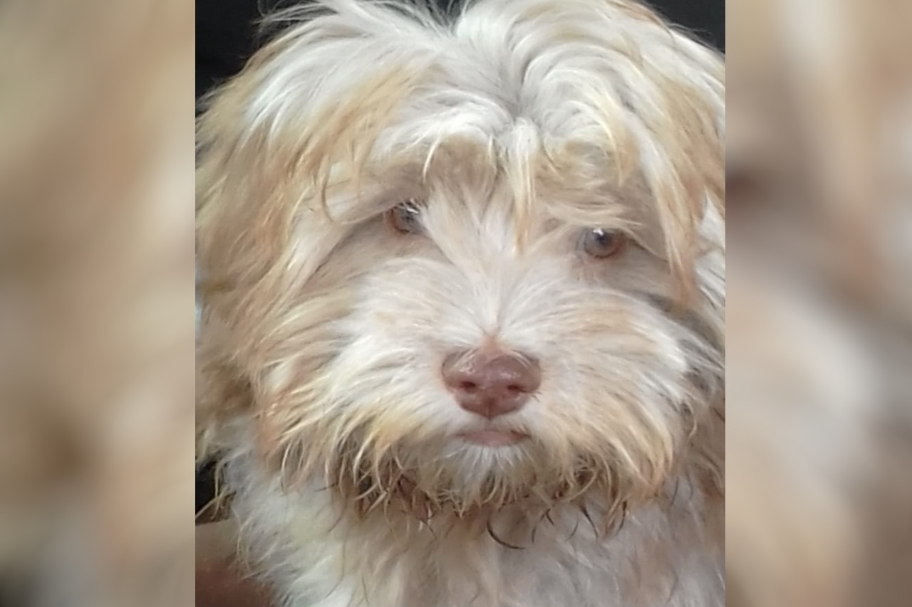 Juninho é um é uma mistura de shitzu com lhasa e desapareceu na tarde de ontem (21) às 14h20. Foto: Arquivo Pessoal