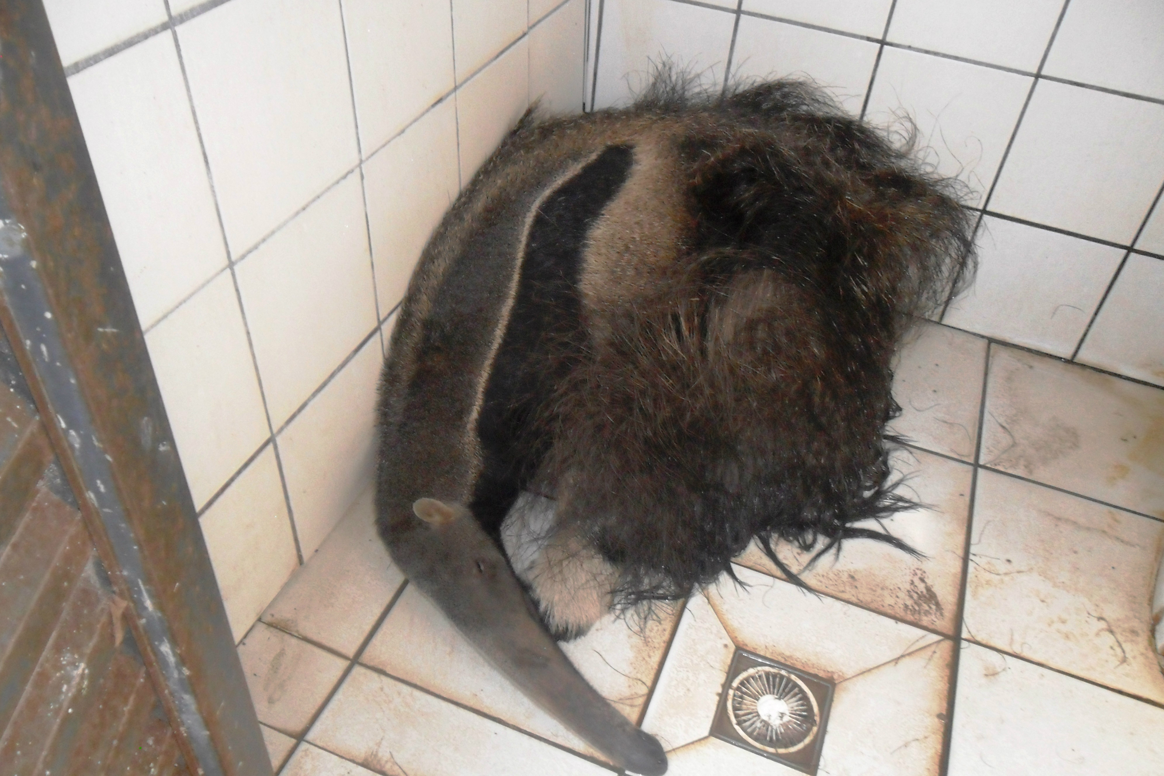 O Tamanduá-Bandeira foi encontrado em uma casa no bairro Interlagos. Foto: Rádio Caçula
