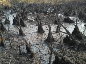 Fogo começou no domingo e atingiu três fazendas (Foto/Divulgação: Caimasul)