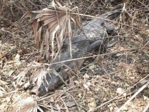 Vários animais foram encontrados mortos (Foto/Divulgação: Caimasul)