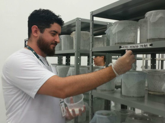 Mosquitos 'Aedes do Bem' são alimentados em fábrica de Piracicaba (Foto: Claudia Assencio/G1)