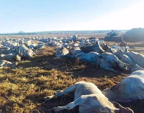 (Foto: Arquivo / Fazenda Marca 7)