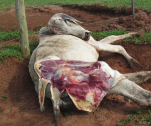 Foto de divulgação